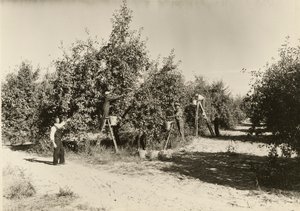 無題」1935年頃 作： Lewis Wickes Hine