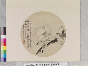 白牡丹 作： Lian Ju