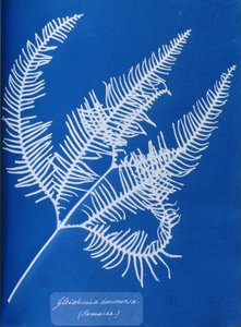 ジャマイカのシダ植物、Gleichenia immensaのサイアノタイプ 作： Unbekannt Unbekannt