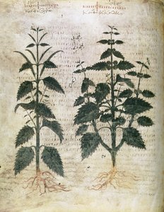 薬草 イラクサ（オルティーズ） 6世紀 作： Unbekannt Unbekannt