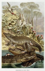 ナイルワニ（crocodilus nicoticus） - A.E.ブレム著「動物の生活」（トリノ）に掲載 作： Unbekannt Unbekannt