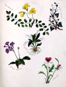 野の花（スケッチブックの1ページに詩をつけたもの） 作： Lili Cartwright