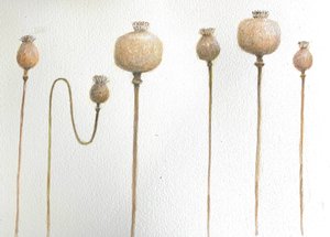 乾燥ポピー 作： Lincoln Seligman