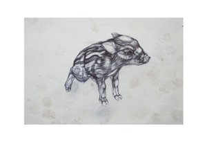 子ぶた、2015、（bic biro on paper） 作： Lou Gibbs