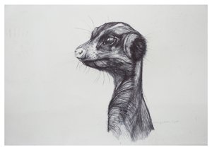 ミーアキャット、2016、（バイロ紙） 作： Lou Gibbs