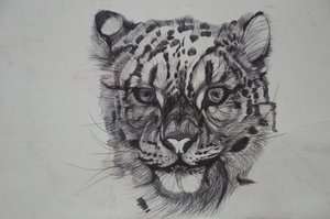 Snow Leopard、2016、（bic biro on paper） 作： Lou Gibbs