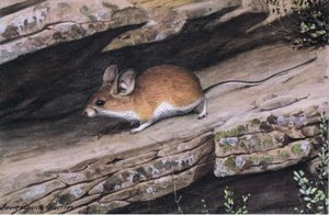 Big Eared Pinion Mouseは、南西部の険しい峡谷にある白い足の氏族を表しています。 作： Louis Agassiz Fuertes