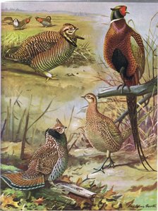 ヒース編、リングネックのキジ、東部のエリマキライチョウ 作： Louis Agassiz Fuertes