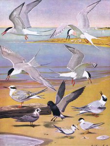 東部および中部北アメリカのパブのアメリカの鳥の自然史からのイラスト。 Bramhall House c.1970より