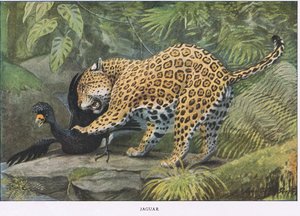 ジャガー 作： Louis Agassiz Fuertes