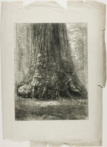 ねじれた木 作： Louis Auguste Lepère