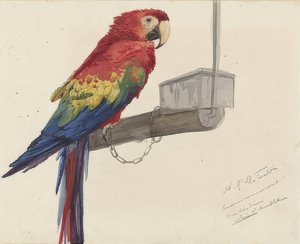 オウム。 1879 作： Louis Charles Bombled