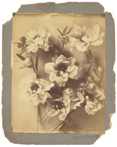 ティファニー スタジオ、1898～1920年頃（写真白黒）