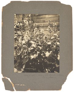 ティファニー スタジオ、1898～1920年頃（写真白黒） 作： Louis Comfort Tiffany