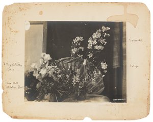 ティファニー スタジオ、1898～1920年頃（写真白黒） 作： Louis Comfort Tiffany