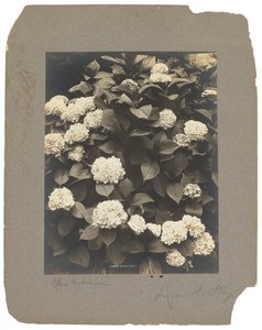 ティファニー スタジオ、1898～1920年頃（写真白黒） 作： Louis Comfort Tiffany
