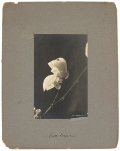 ティファニー スタジオ、1898～1920年頃（写真白黒） 作： Louis Comfort Tiffany
