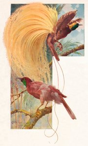 グレートバーズオブパラダイス、1910年、1911年 作： Louis Fairfax Muckley