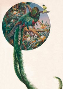 ロングテール・トロゴン」、1910年頃、1911年 作： Louis Fairfax Muckley