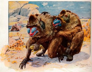 マンドリル、1910、1911 作： Louis Fairfax Muckley