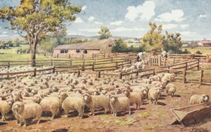 オーストラリアン シープ ステーションのシーン (カラー リソ) 作： Louis Fairfax Muckley