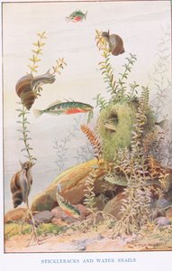 トゲウオとカタツムリ、「カントリー ウェイズ アンド カントリー デイズ」のイラスト (カラー リソ) 作： Louis Fairfax Muckley