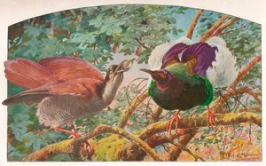 Twelve-wired Birds of Paradise、c1910、1911 作： Louis Fairfax Muckley