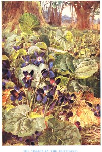 ブナの木のスミレ、「Country Ways and Country Days」のイラスト（カラーリソ） 作： Louis Fairfax Muckley