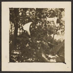 [カラユリ］ 作： Louis Fleckenstein