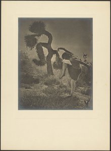  作： Louis Fleckenstein