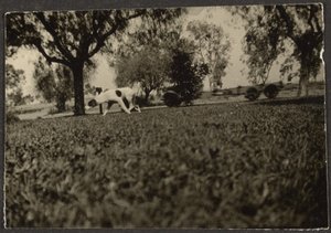 [芝生の上の犬］ 作： Louis Fleckenstein