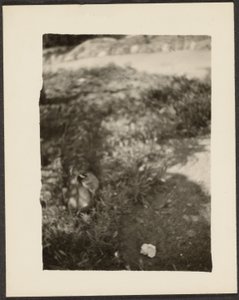 [アヒルのいる風景］ 作： Louis Fleckenstein