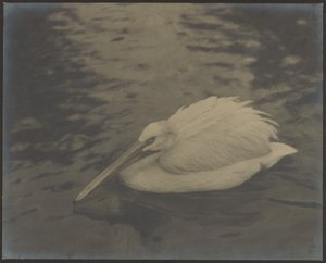 [ヘロン］ 作： Louis Fleckenstein