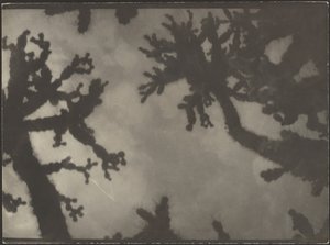  作： Louis Fleckenstein