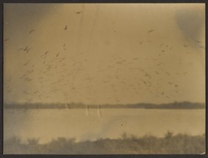 [鳥のいる風景］ 作： Louis Fleckenstein