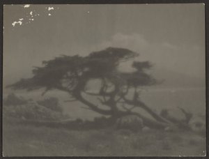 [ヒノキのある風景］ 作： Louis Fleckenstein