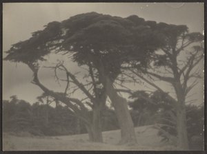 [ヒノキのある風景］ 作： Louis Fleckenstein