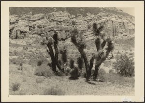 [ジョシュアの木のある風景］ 作： Louis Fleckenstein