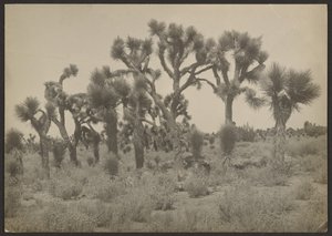 [ジョシュアの木のある風景］ 作： Louis Fleckenstein