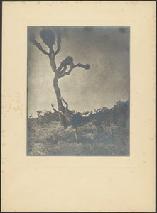  作： Louis Fleckenstein