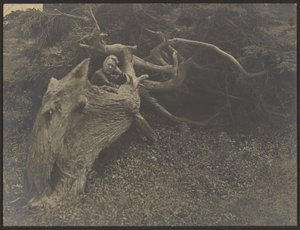  作： Louis Fleckenstein