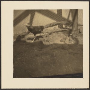 [ケージの中のキジ］ 作： Louis Fleckenstein