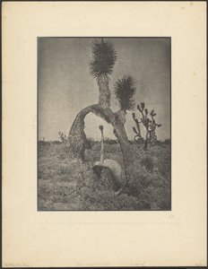  作： Louis Fleckenstein
