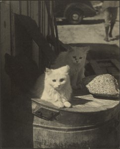 三匹の子猫 作： Louis Fleckenstein