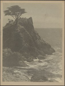 [岩だらけの海岸線の木］