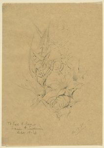 植物形態研究 作： ルイス・H・サリバン