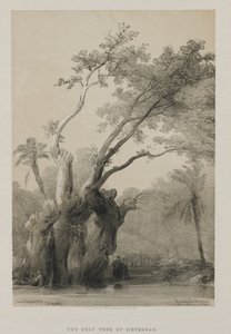 エジプトとヌビア、ボリュームIII：メテアの聖なる木、1849年。 作： Louis Haghe