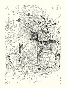 子鹿と母親（リトグラフ） 作： Louis John Rhead