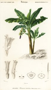 バナナ、ムサ・アキュミナータ、1849年（彫刻） 作： Louis Joseph Edouard Maubert