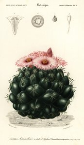ハチの巣サボテン、Coryphantha elephantidens、1849 年 (彫刻)